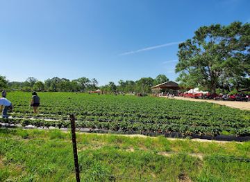 louisiana/northshore/landmark/mrs-heather-s-strawberry-farm