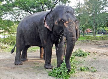 thailand/samut-prakan/landmark/elephant-kraal