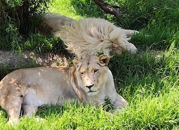 south-africa/drakensberg/landmark/glen-garriff-conservation