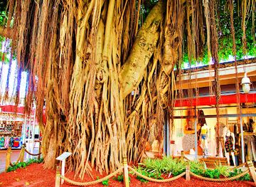 florida/miami/landmark/bayside-banyan-tree