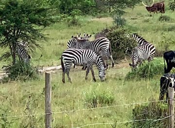 uganda/queen-elizabeth-national-park/landmark/bwindi-impenetrable-forest-national-park