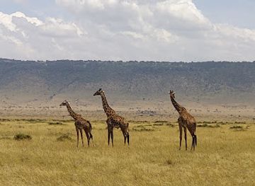 kenya/maasai-mara/landmark/mara-triangle