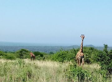 kenya/tsavo-national-park/landmark/mzima-springs