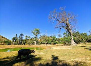 laos/muang-sing/landmark/candle-tree-forest