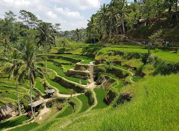 indonesia/bali/landmark/ceking-rice-terrace