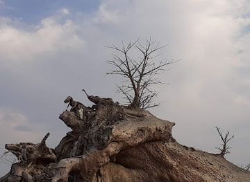 botswana/makgadikgadi-pans-national-park/landmark/baobab-chapmana