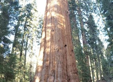 california/sequoia-national-park/landmark/the-congress-trail