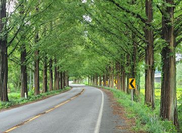 south-korea/south-jeolla-province/landmark/metasequoia-lined-road