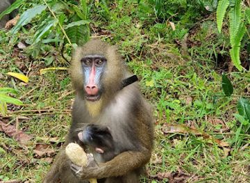 gabon/ogooue-lolo-province/landmark/parc-de-la-lekedi