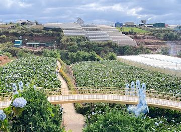 vietnam/dalat/landmark/garden-hydrangeas