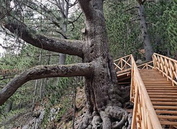 bulgaria/pirin-macedonia/landmark/baikushev-s-pine