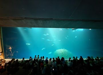 california/monterey/monterey-bay-aquarium/landmark/the-open-sea