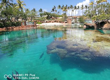 the-bahamas/nassau/paradise-island/landmark/dolphin-cay-atlantis