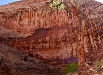 utah/capitol-reef-national-park/landmark/halls-creek-narrows
