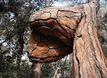 spain/catalonia-pyrenees/landmark/pi-cargolat