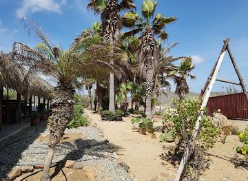 aruba/pos-chiquito/landmark/aruba-ostrich-farm