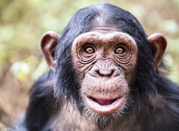 uganda/eastern-region/landmark/ngamba-chimpanzee-sanctuary-on-lake-victoria