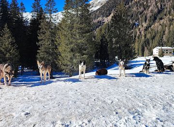 italy/madonna-di-campiglio/landmark/dogsledding-athabaska