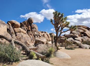 california/joshua-tree-national-park/landmark/quail-springs-picnic-area