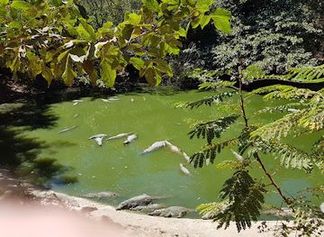 the-gambia/kiang-east-national-park/landmark/kachikally-crocodile-pool