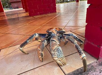 christmas-island/red-crabs-migration-area/landmark/ma-chor-nui-nui-temple