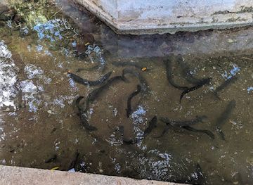french-polynesia/huahine/landmark/anguilles-sacrees