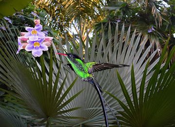 jamaica/north-coast/landmark/barney-s-flower-hummingbird-garden-jamaica