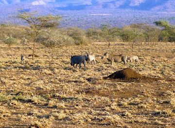 ethiopia/mago-national-park/landmark/awash-park