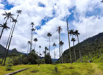Forest of the Palms