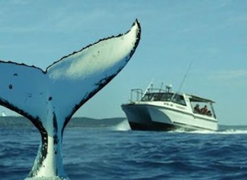 australia/northern-rivers/landmark/blue-bay-whale-watching-byron-bay