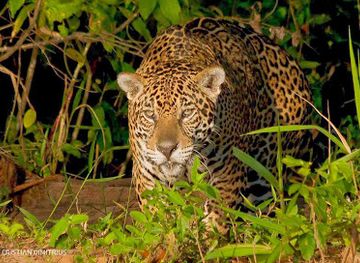brazil/pantanal/landmark/pantanal-jaguar-safaris
