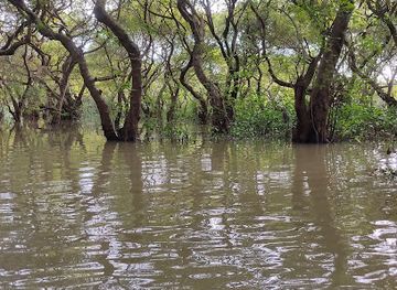 bangladesh/ratargul-swamp-forest/landmark/ratargul-swam-forest-shaheber-bazar-turn