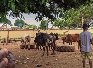 ghana/tamale/landmark/tamale-abattoir