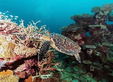 maldives/gaafu-alif-atoll/landmark/blue-journeys-at-park-hyatt-maldives-hadahaa