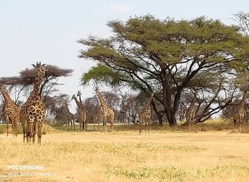 tanzania/selous-game-reserve/landmark/africa-natural-tours-l-t-d