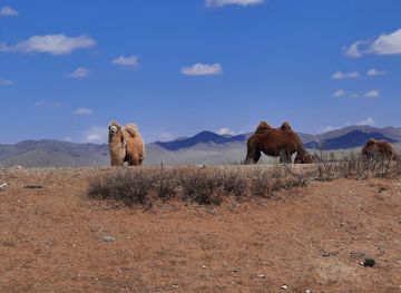 mongolia/gobi-desert/landmark/sweet-gobi-sands