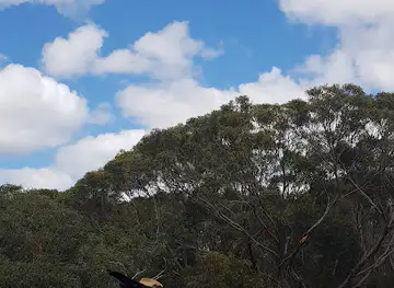 Raptor Domain