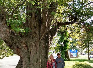 kentucky/owensboro/landmark/sassafras-tree