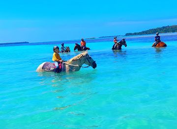 vanuatu/luganville/landmark/santo-horse-adventures