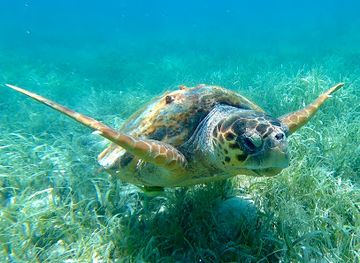 belize/stann-creek-district/landmark/gladden-spit-and-silk-cayes-marine-reserve