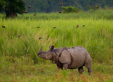 india/assam/landmark/the-orang-national-park-assam-india