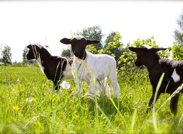 latvia/vidzeme/landmark/keveiti