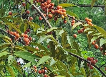 singapore/coney-island/landmark/park-connector-to-dam-and-coney-island