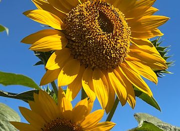 philippines/central-luzon/landmark/tayug-sunflower-eco-park