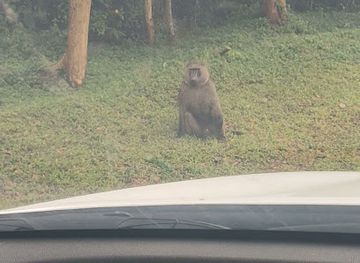 uganda/toro/landmark/busitema-forest