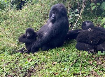 rwanda/nyabarongo-river/landmark/wild-hikes-rwanda