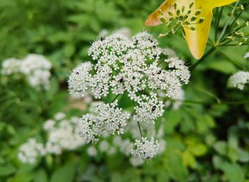 moldova/rudi-arionesti-nature-reserve/landmark/cascada-bulboana