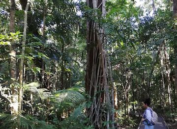 australia/cape-tribulation/landmark/dubuji-boardwalk