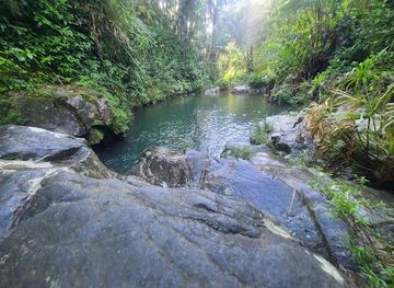 puerto-rico/yunque-national-forest/landmark/bosque-estatal-toro-negro