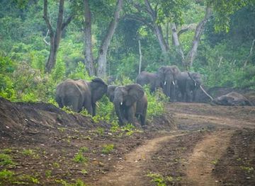 ethiopia/gurage/landmark/chebera-churchura-national-park
